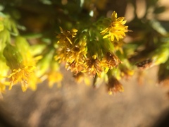 Solidago randii