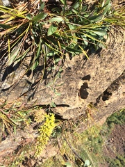 Solidago randii