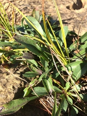 Solidago randii