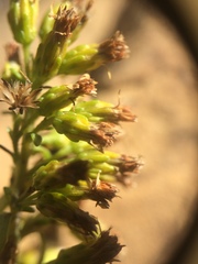 Solidago randii