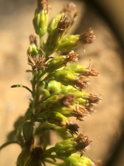 Solidago randii
