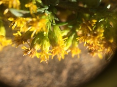 Solidago randii