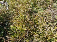 Carex pilulifera