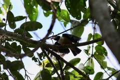Prionops rufiventris