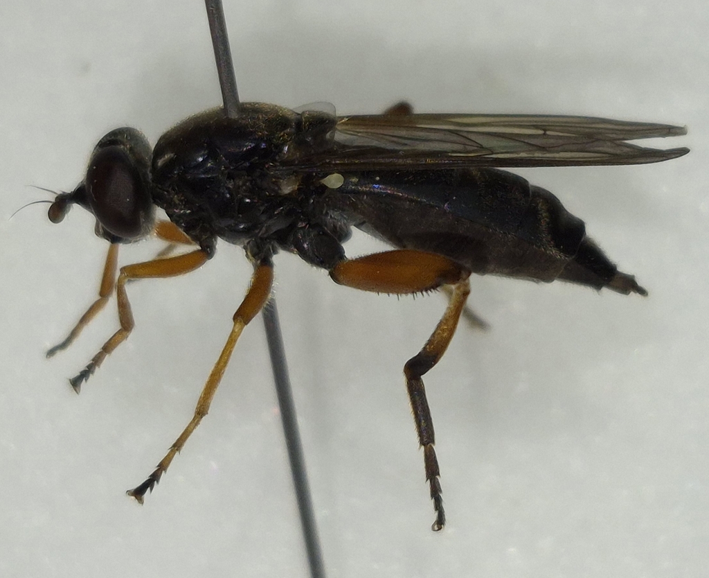 Chalcosyrphus pannonicus