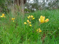 Ixia fuscocitrina
