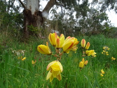 Ixia fuscocitrina