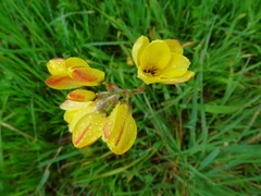 Ixia fuscocitrina