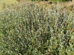 Salix repens