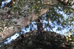 Horizocerus hartlaubi