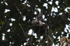 Muscicapa epulata