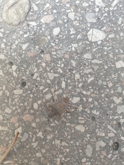 Halyomorpha halys