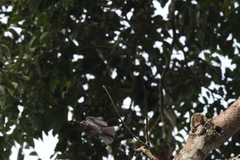 Muscicapa epulata