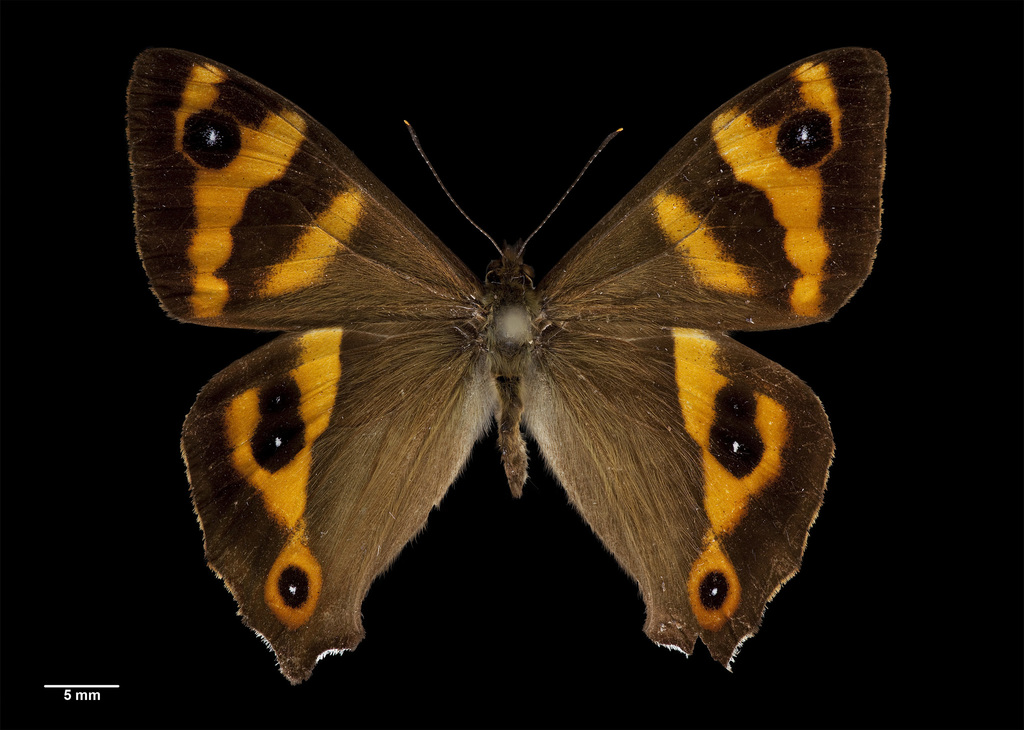Forest Ringlet