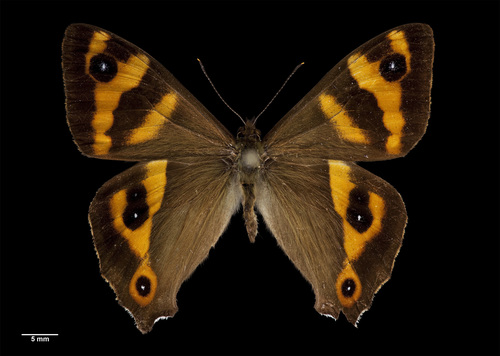 Forest Ringlet