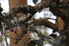Apalis nigriceps