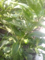 Capsicum chinense