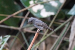 Muscicapa epulata