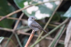 Muscicapa epulata