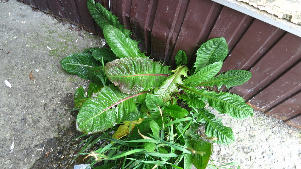 Taraxacum platycranum