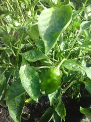 Capsicum chinense