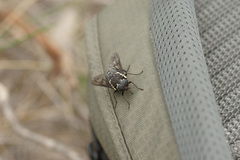 Triclista guttata