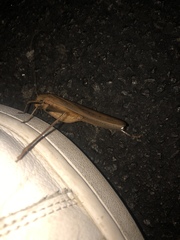 Neoconocephalus triops