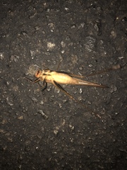 Neoconocephalus triops