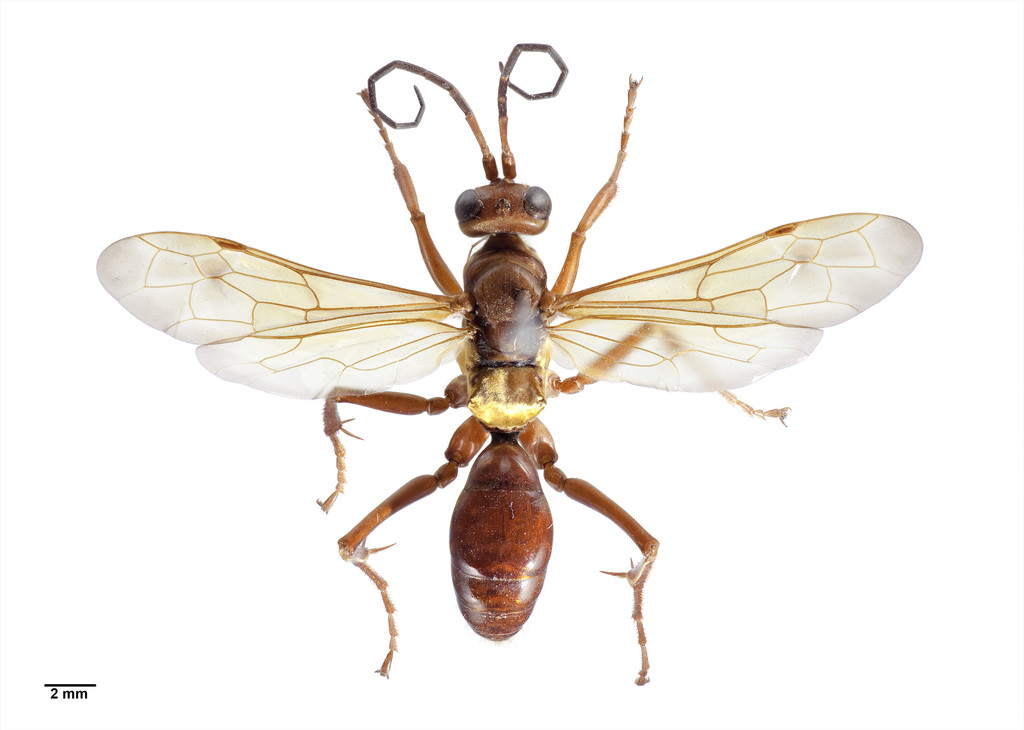 Golden Hunting Wasp