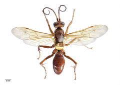 Golden Hunting Wasp