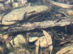 Melanotaenia splendida splendida