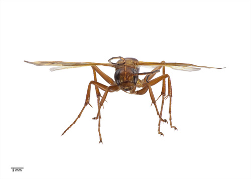 Golden Hunting Wasp photo 3
