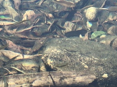 Melanotaenia splendida splendida