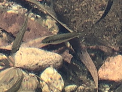 Melanotaenia splendida splendida