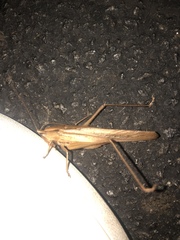 Neoconocephalus triops