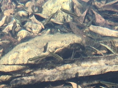 Melanotaenia splendida splendida