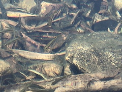 Melanotaenia splendida splendida