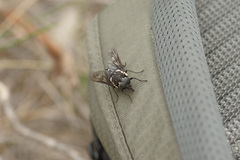 Triclista guttata