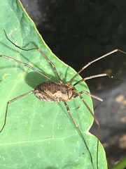 Phalangium opilio