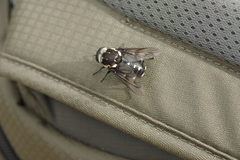 Triclista guttata