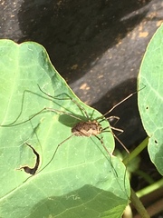 Phalangium opilio