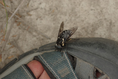 Triclista guttata