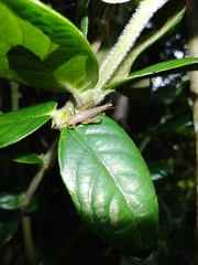 Aphonoides