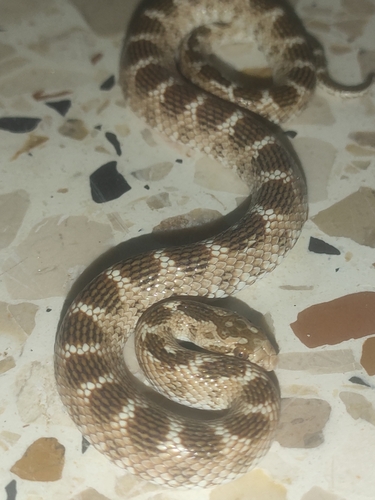 Awl-headed Snake