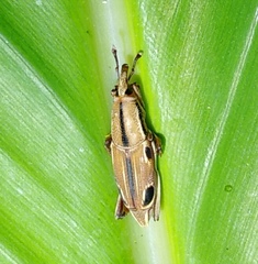 Sphenocorynes kosempoensis