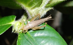 Aphonoides