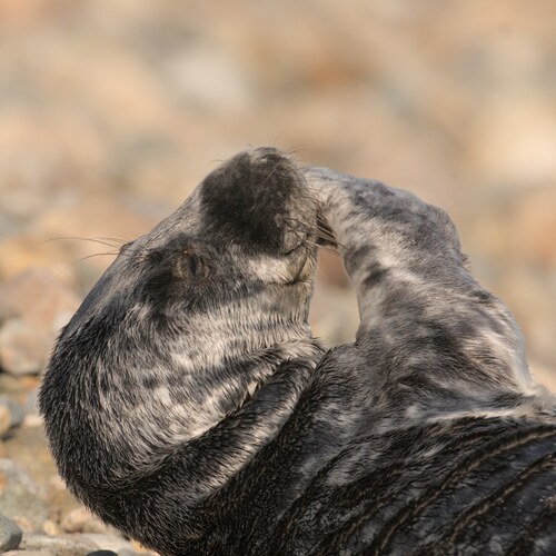 Grey Seal photographed in New York