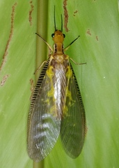 Protohermes costalis