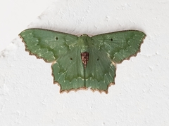 Episothalma robustaria