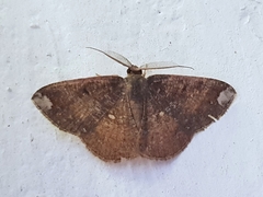 Astygisa albopunctata